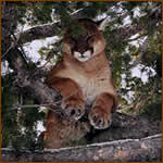 Mamemo Outfiiting & Consulting - Butch Whitton Mountain Lion Hunts